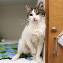 Thumbnail photo of Kyubi #3