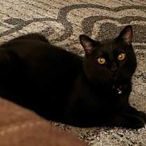 Thumbnail photo of MJ #1