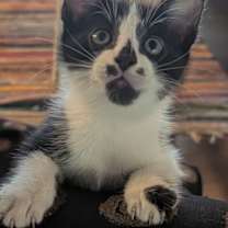 Thumbnail photo of Nino #1