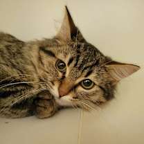 Thumbnail photo of Dottie #1