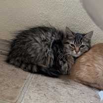 Thumbnail photo of Dottie #4