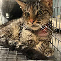 Thumbnail photo of Charlie  #2