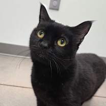 Thumbnail photo of Mickey Mouse #4