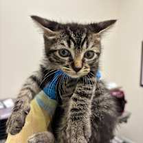 Thumbnail photo of Fun Dip #2