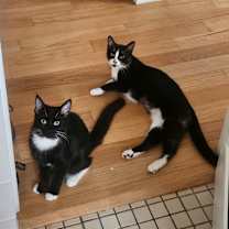 Thumbnail photo of Ninja #4