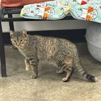 Thumbnail photo of KeyKey - Must Apply in Person #1