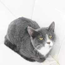 Thumbnail photo of Rufus #2