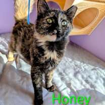 Thumbnail photo of KITTEN HONEY #3