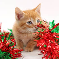 Thumbnail photo of Ollie #3