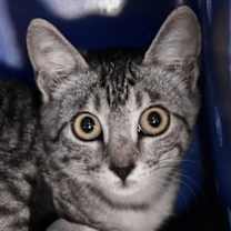 Thumbnail photo of Tirza #1