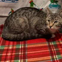 Thumbnail photo of Pocus #1