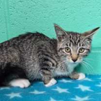 Thumbnail photo of Pocus #2