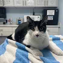 Thumbnail photo of Milo #2