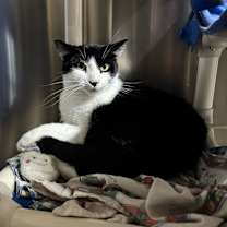 Thumbnail photo of Milo #3