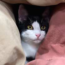 Thumbnail photo of Pookie #3