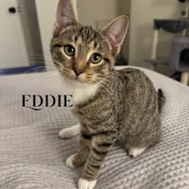 Thumbnail photo of TweedleDee-Eddie #1