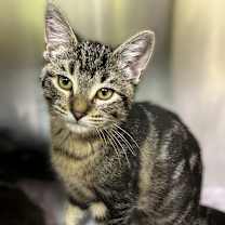 Thumbnail photo of Sparrow #1