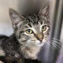 Thumbnail photo of Sparrow #2