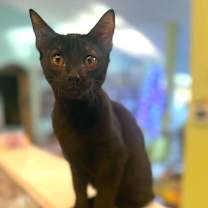 Thumbnail photo of Bentley #1