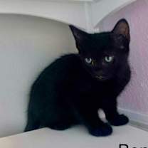 Thumbnail photo of Bentley #3