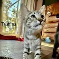 Thumbnail photo of Truffles #3