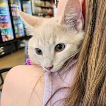 Thumbnail photo of Henry #4