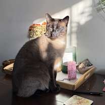 Thumbnail photo of Sully #2