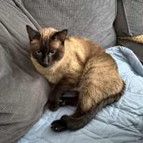 Thumbnail photo of Sully #3