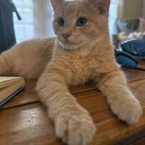 Thumbnail photo of Ralphie #2