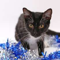 Thumbnail photo of Prince #2