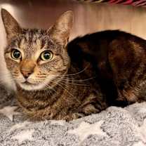 Thumbnail photo of Rajah #1