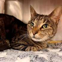 Thumbnail photo of Rajah #2