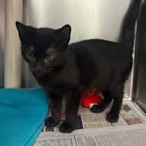 Thumbnail photo of Kya #2