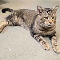 Thumbnail photo of Beech #1