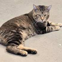 Thumbnail photo of Beech #3