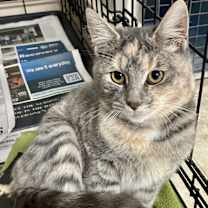 Thumbnail photo of TINSEL #1