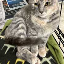 Thumbnail photo of TINSEL #3