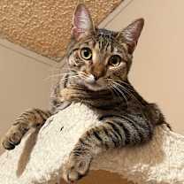 Thumbnail photo of Deacon #1