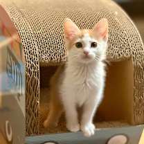 Thumbnail photo of Rosie #2