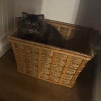 Thumbnail photo of Missy #3