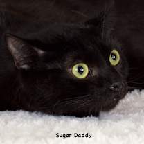 Thumbnail photo of Sugar Daddy #1