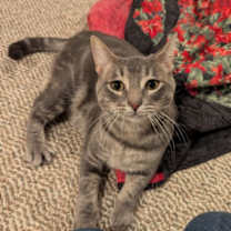 Thumbnail photo of Cucumber #2