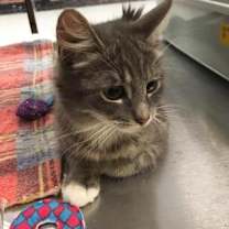 Thumbnail photo of Boots #3