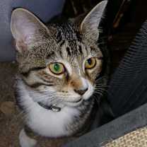 Thumbnail photo of Queenie (Mia Kit) #4