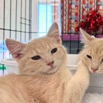 Thumbnail photo of Havenbringer #1