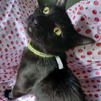 Thumbnail photo of Rich (Mia Kit) #3