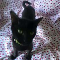 Thumbnail photo of Rich (Mia Kit) #4