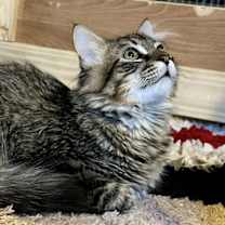 Thumbnail photo of Ozzy #3