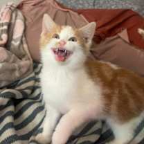 Thumbnail photo of [FREE] Ponyo & Nala #1