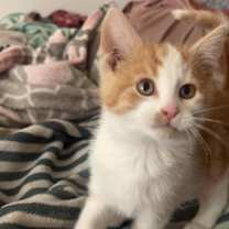 Thumbnail photo of [FREE] Ponyo & Nala #2